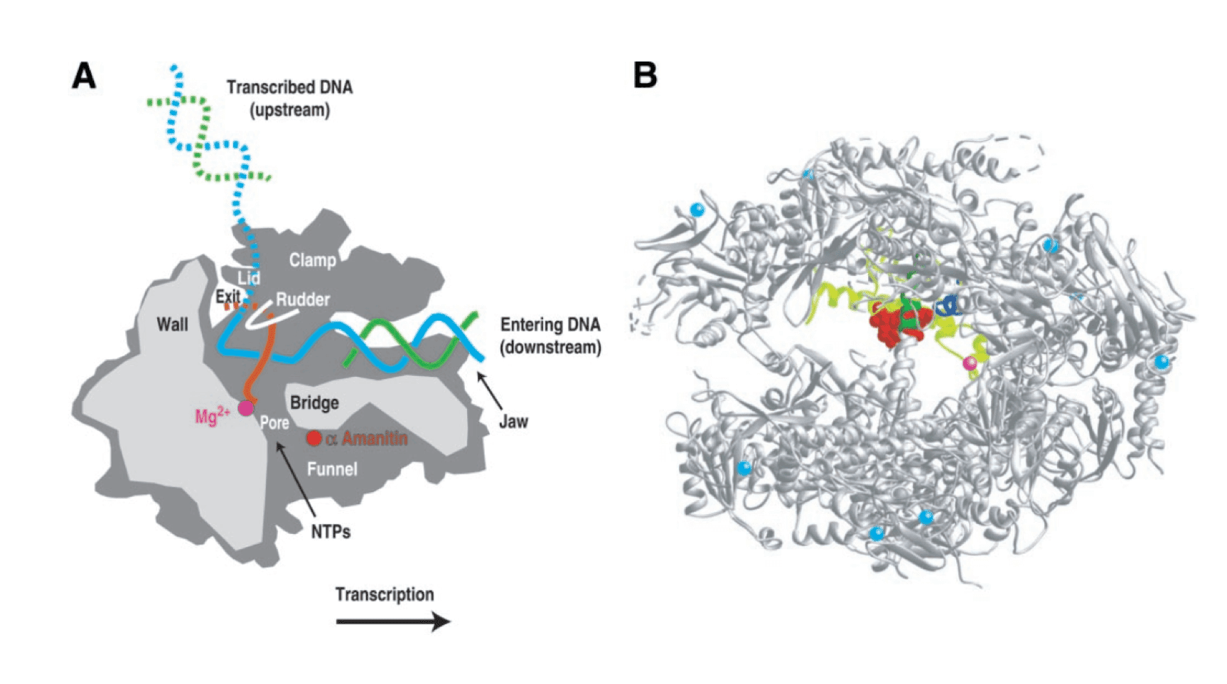  α-amanitin bound to RNA polymerase II at the bridge  helix region and stabilizes the RNA polymerase II elongation complex to prevent  DNA translocation and mRNA elongation (PNAS,  2002).